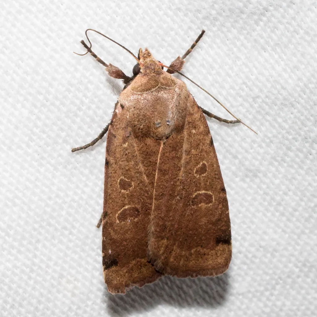 Abagrotis magnicupida - Hodges#11043.1 - photo 2