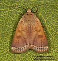 Abagrotis mexicana - Hodges#11029.1 - Abagrotis mexicana
