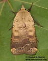 Abagrotis mexicana - Hodges#11029.1 - photo 2
