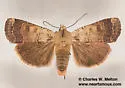 Abagrotis mexicana - Hodges#11029.1 - photo 3