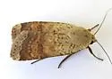 Abagrotis mexicana - Hodges#11029.1 - photo 4