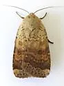 Abagrotis mexicana - Hodges#11029.1 - photo 5