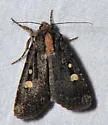 Abagrotis mirabilis - Hodges#11019