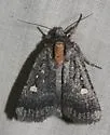 Abagrotis mirabilis - Hodges#11019 - photo 2