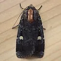 Abagrotis mirabilis - Hodges#11019 - photo 3