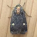Abagrotis mirabilis - Hodges#11019 - photo 4