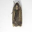 Abagrotis nanalis - Hodges#11038