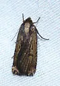 Abagrotis nanalis - Hodges#11038 - photo 2