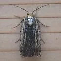 Abagrotis nanalis - Hodges#11038 - photo 3