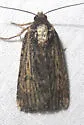 Abagrotis nanalis - Hodges#11038 - photo 4