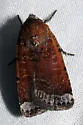 Abagrotis nefascia - Hodges#11024