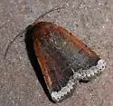 Abagrotis nefascia - Hodges#11024 - photo 2