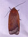 Abagrotis nefascia - Hodges#11024 - photo 3