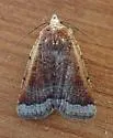 Abagrotis nefascia - Hodges#11024 - photo 4