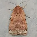 Abagrotis nefascia - Hodges#11024 - photo 5