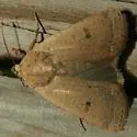 Abagrotis orbis - Hodges#11027