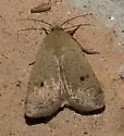 Abagrotis orbis - Hodges#11027 - photo 2