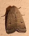 Abagrotis orbis - Hodges#11027 - photo 3