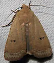 Abagrotis orbis - Hodges#11027 - photo 4