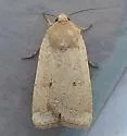 Abagrotis orbis - Hodges#11027 - photo 5