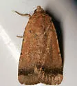 Abagrotis petalama - Hodges#11025.1