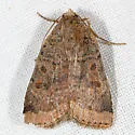 Abagrotis placida - Hodges#11041