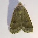 Abagrotis placida - Hodges#11041 - photo 2