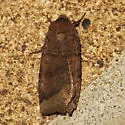 Abagrotis placida - Hodges#11041 - photo 3