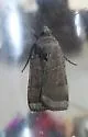 Abagrotis placida - Hodges#11041 - photo 5
