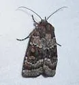 Abagrotis pulchrata - Hodges#11036