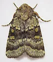 Abagrotis pulchrata - Hodges#11036 - photo 3