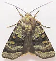 Abagrotis pulchrata - Hodges#11036 - photo 4