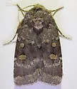 Abagrotis pulchrata - Hodges#11036 - photo 5