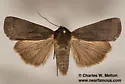 Abagrotis reedi - Hodges#11040