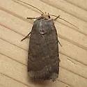 Abagrotis reedi - Hodges#11040 - photo 2