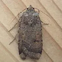 Abagrotis reedi - Hodges#11040 - photo 3