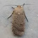 Abagrotis reedi - Hodges#11040 - photo 5