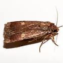 Abagrotis rubricundis - Hodges#11020 - photo 3