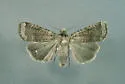 Abagrotis scopeops - Hodges#11033 - Abagrotis scopeops