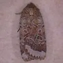 Abagrotis scopeops - Hodges#11033 - photo 3