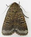 Abagrotis scopeops - Hodges#11033 - photo 4