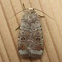 Abagrotis scopeops - Hodges#11033 - photo 5