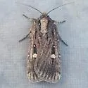 Abagrotis striata - Hodges#11021 - Abagrotis striata