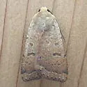 Abagrotis trigona - Hodges#11018 - Abagrotis trigona