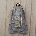 Abagrotis trigona - Hodges#11018 - photo 2