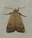 Abagrotis trigona - Hodges#11018 - photo 4
