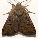 Abagrotis trigona - Hodges#11018 - photo 5