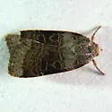Abagrotis turbulenta - Hodges#11030 - Abagrotis turbulenta