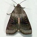 Abagrotis turbulenta - Hodges#11030 - photo 3