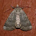 Abagrotis variata - Hodges#11032